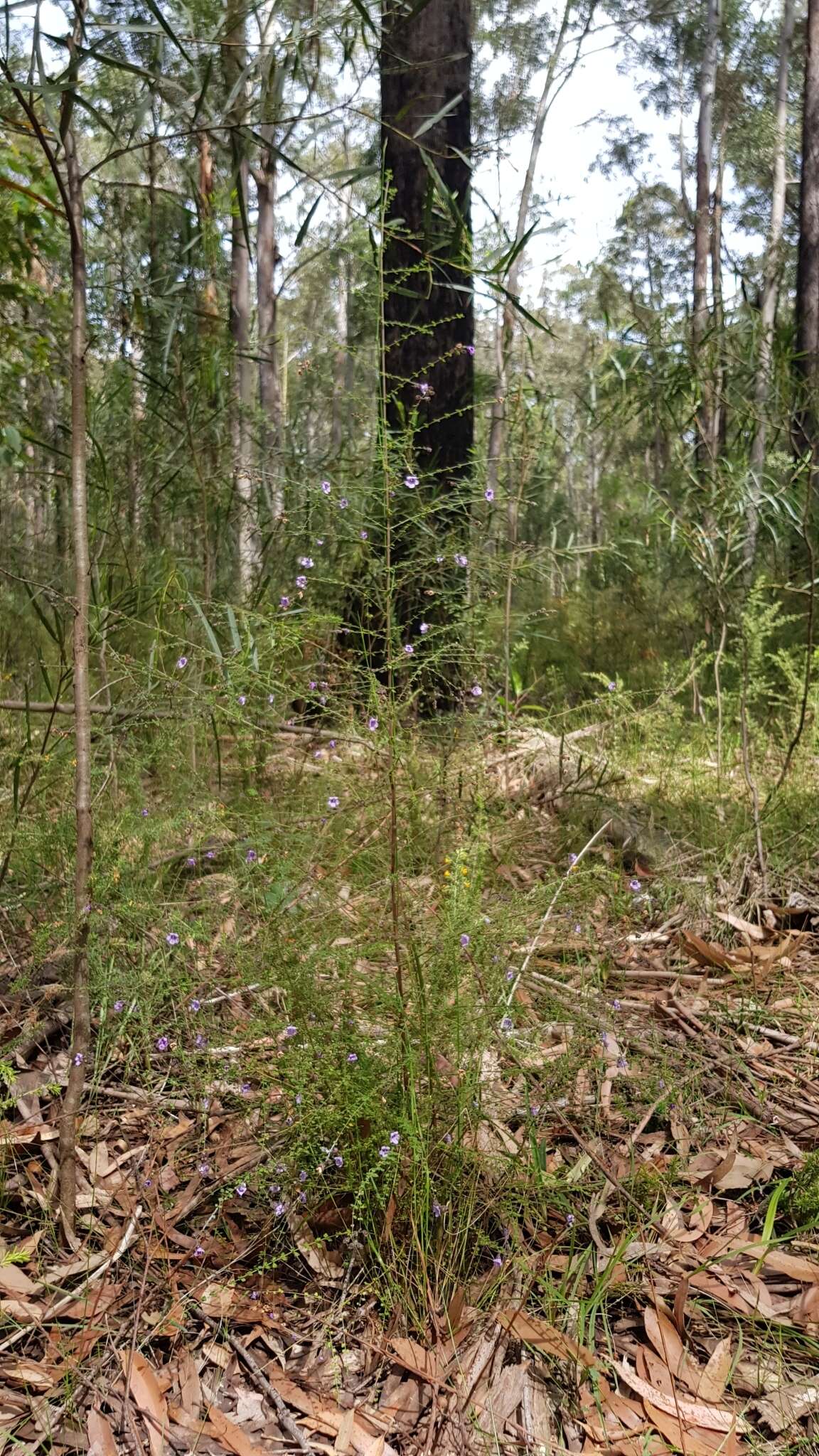 Image of Violet Mint-bush