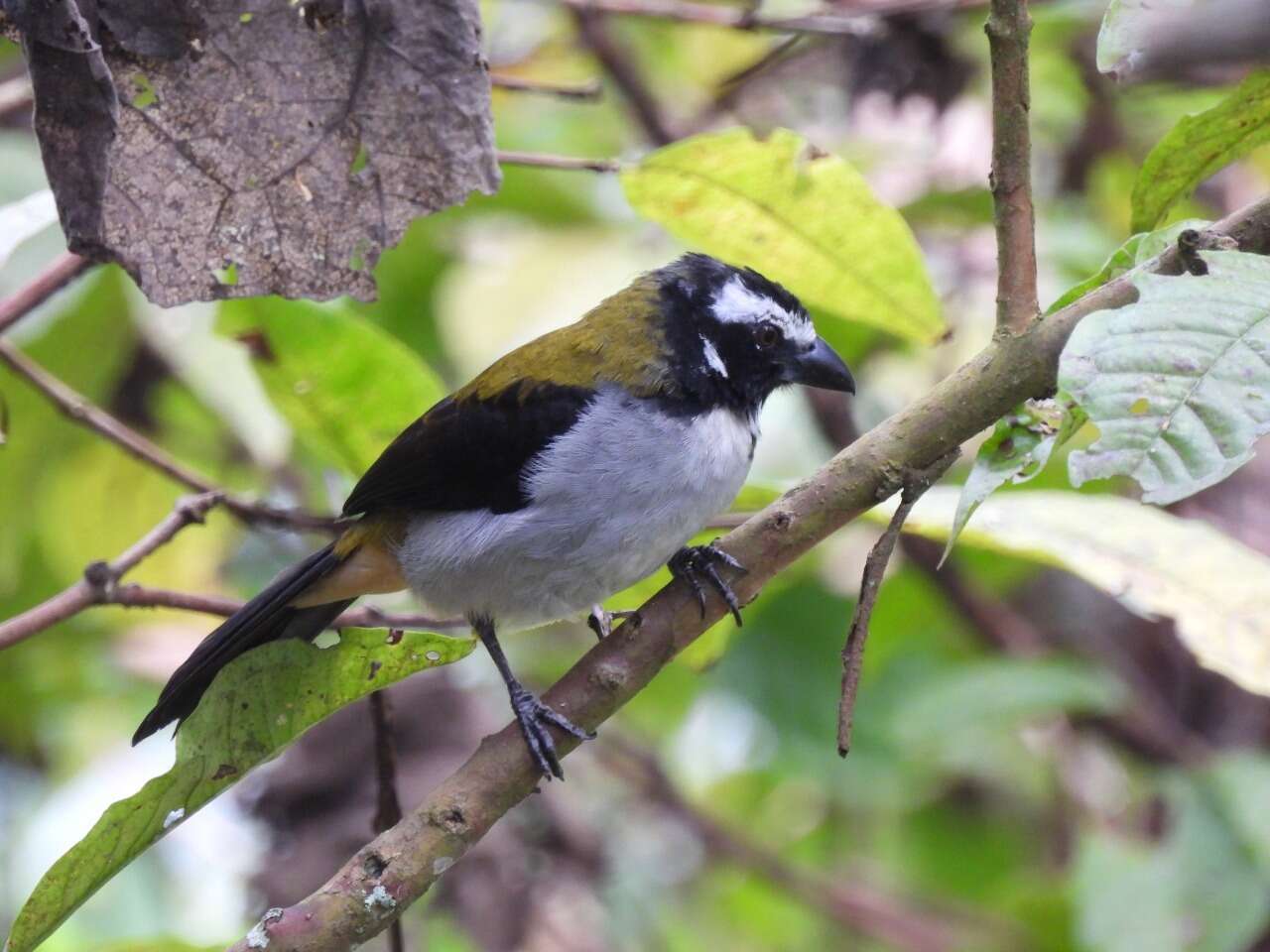 Image of Black-winged Saltator