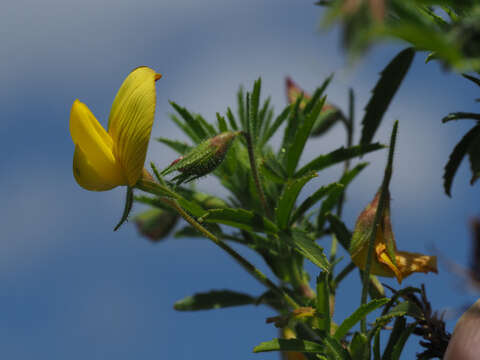Ononis natrix subsp. angustissima (Lam.) Sirj.的圖片