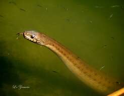 Thamnophis validus (Kennicott 1860) resmi