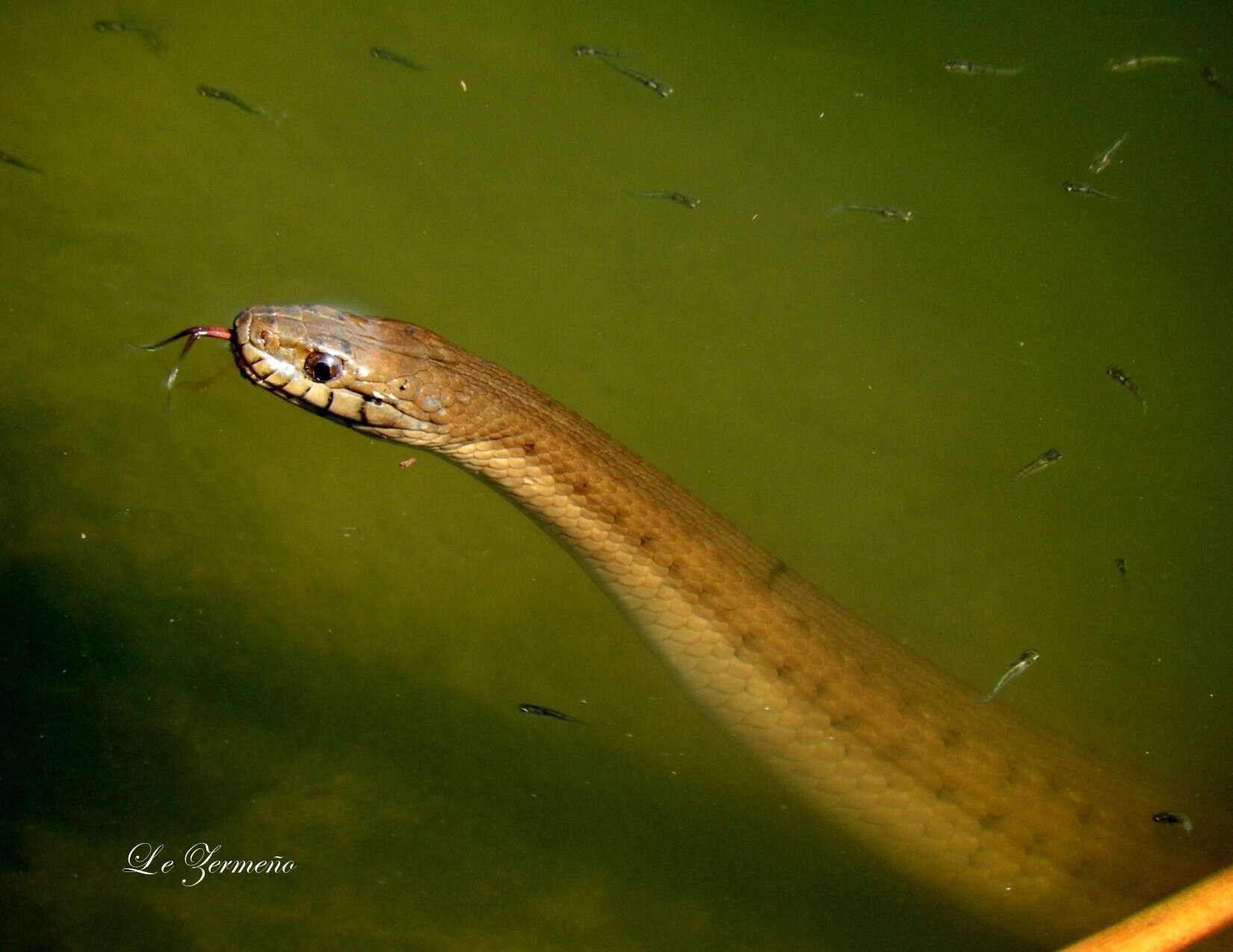 Image of Thamnophis validus (Kennicott 1860)