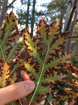 Plancia ëd Xylella fastidiosa