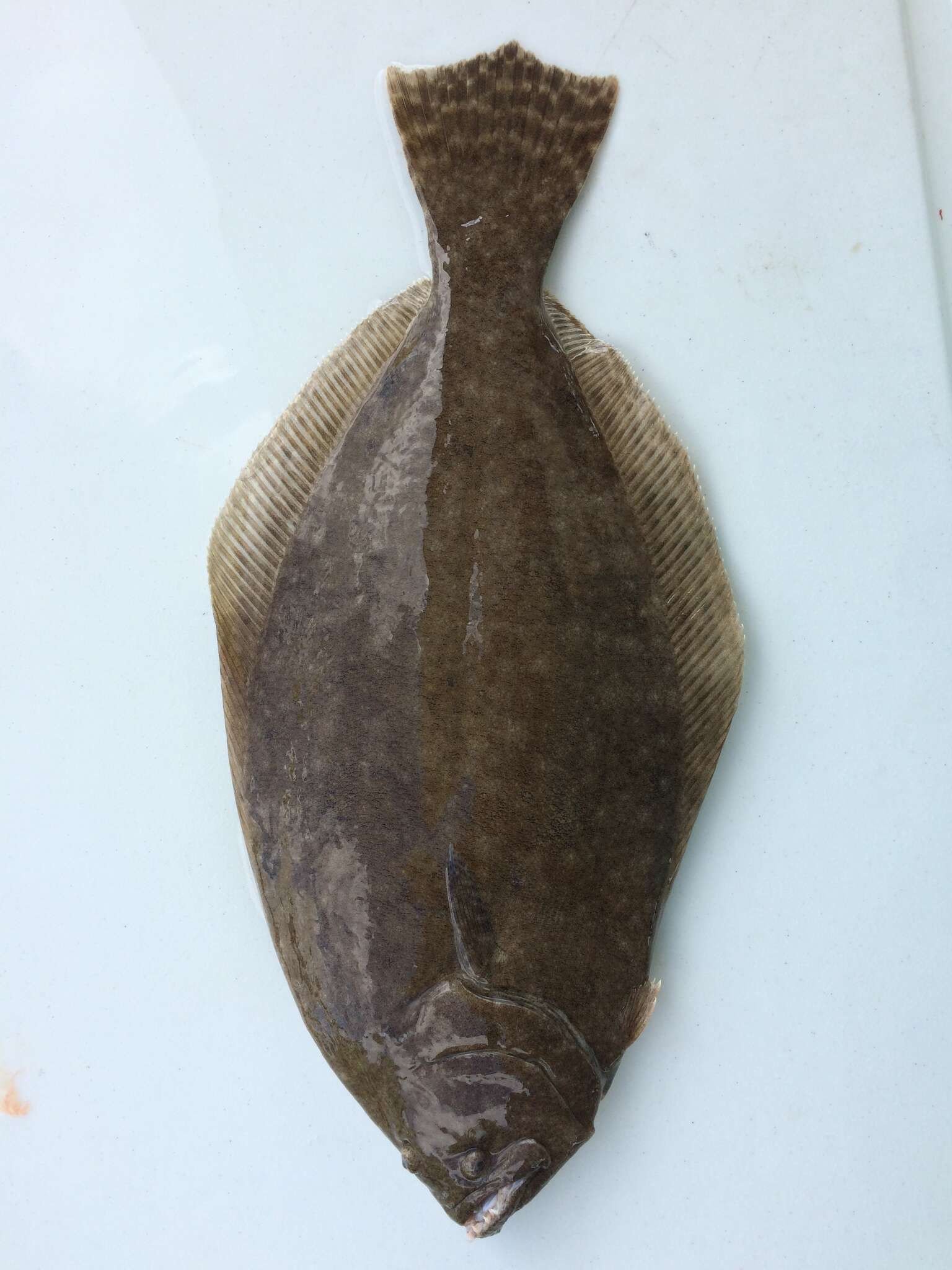 Image of Fluke