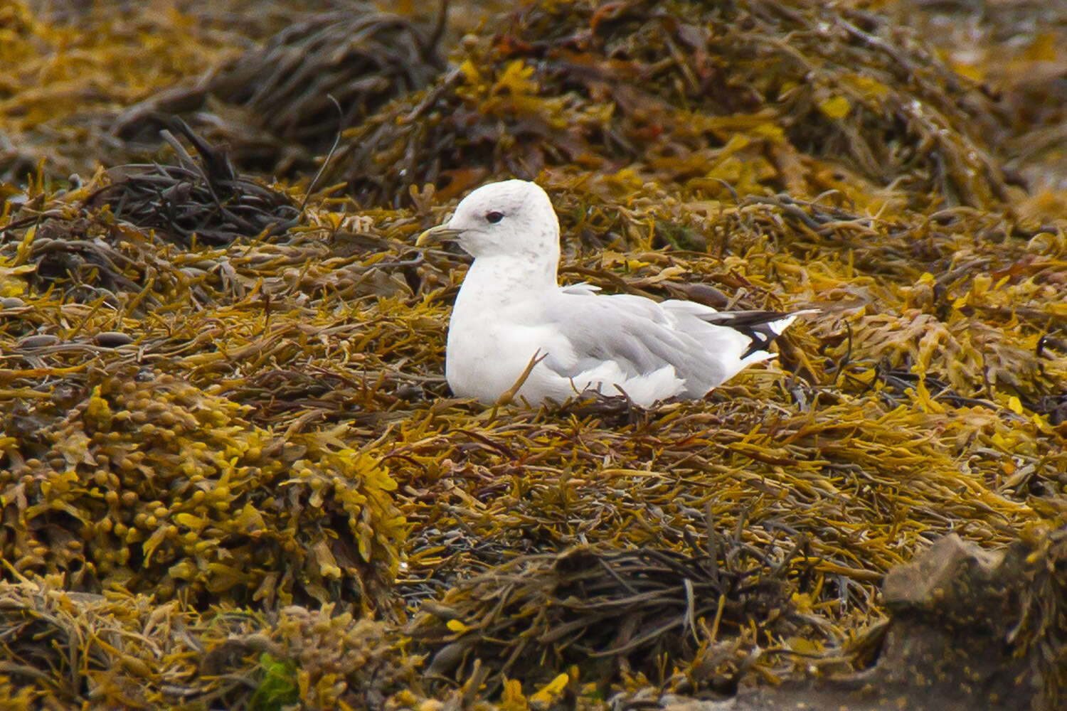 Image of common gull