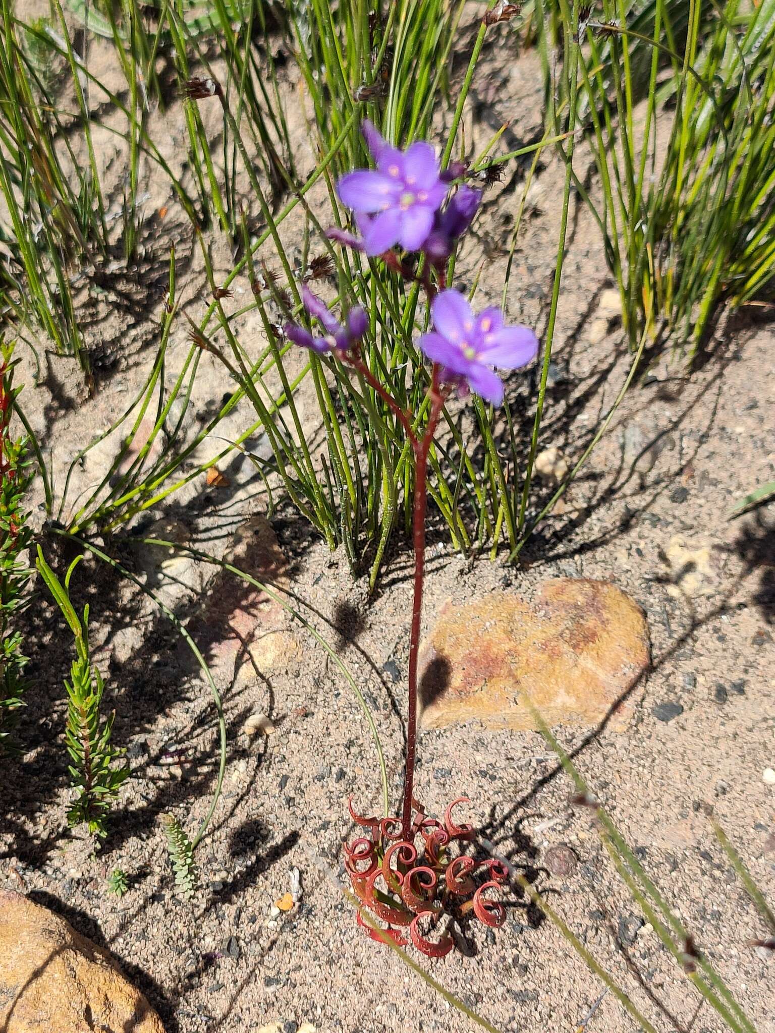 Sivun Chamaescilla spiralis (Endl.) F. Muell. kuva