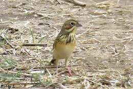 Image of Chestnut-eared Bunting