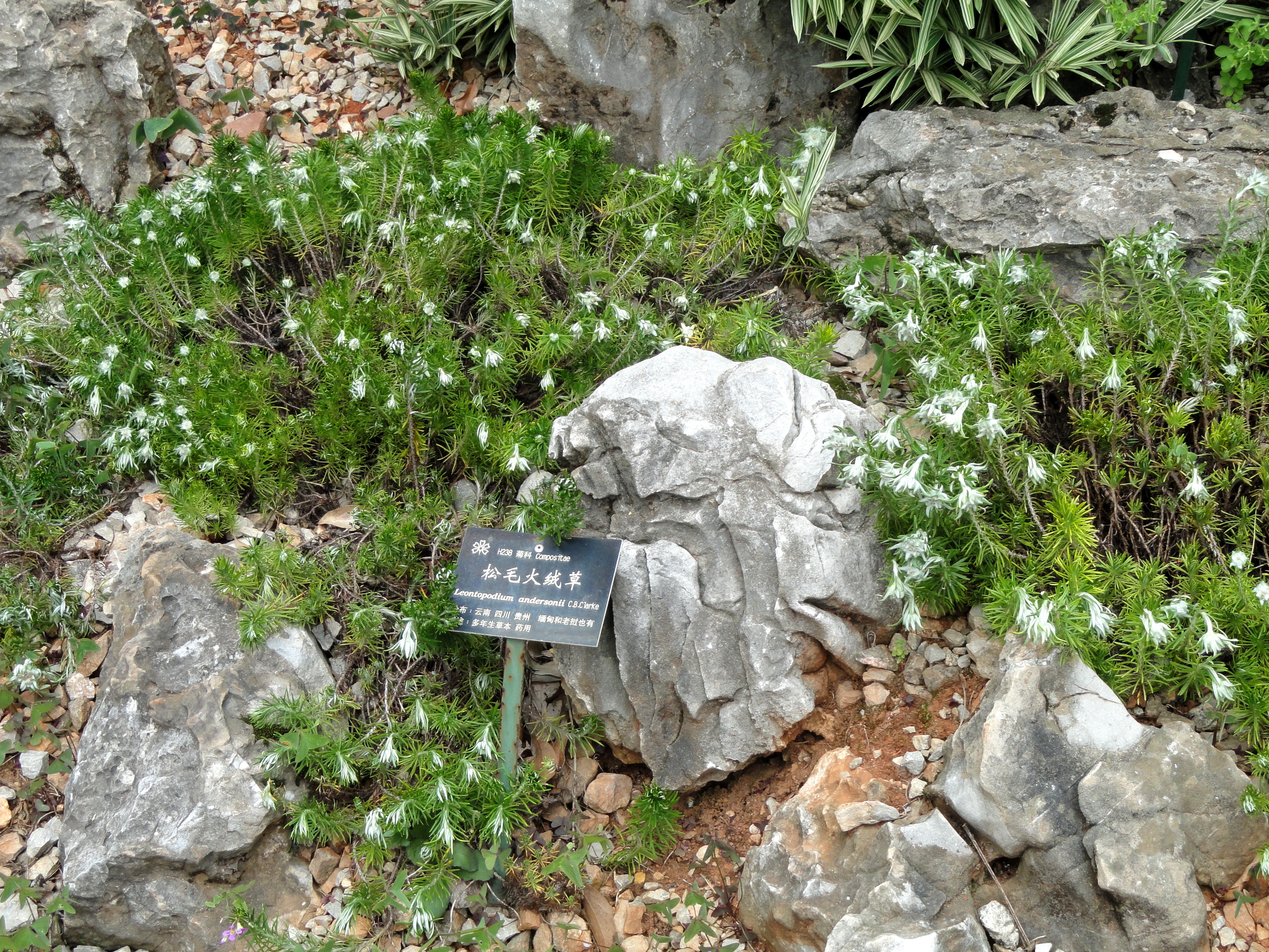 Image of <i>Leontopodium andersonii</i> C. B. Cl.