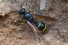 Sivun Symmorphus murarius (Linnaeus 1758) kuva