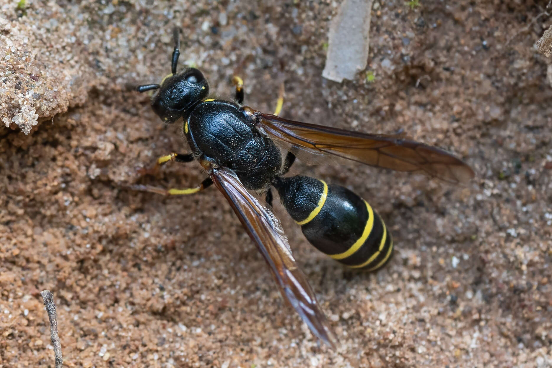 Sivun Symmorphus murarius (Linnaeus 1758) kuva