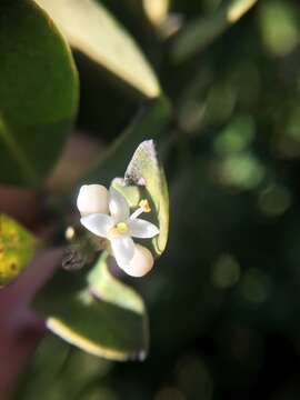 Image of Olea capensis subsp. capensis