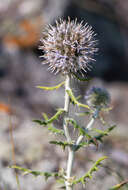 Image of Echinops humilis M. Bieb.