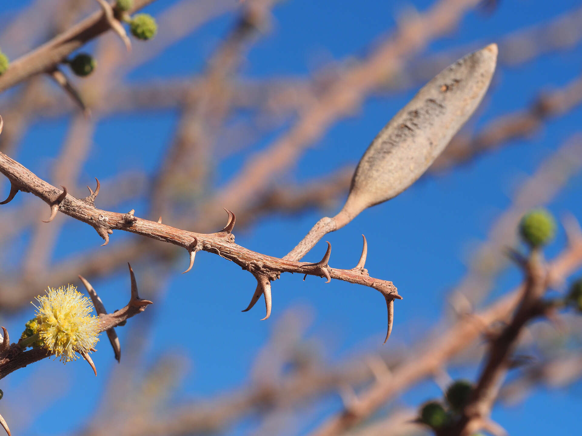 Sivun Vachellia hebeclada subsp. hebeclada kuva