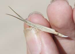 Image of Wyoming Toothpick Grasshopper