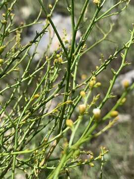 Image of Thesium multiramulosum Pilger