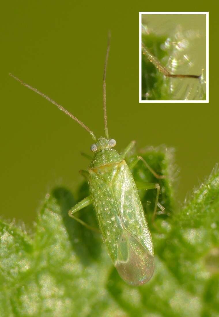 Image of Orthotylus flavosparsus (C. Sahlberg 1841)