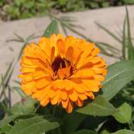 Image of pot marigold