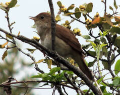 Image of nightingale, common nightingale