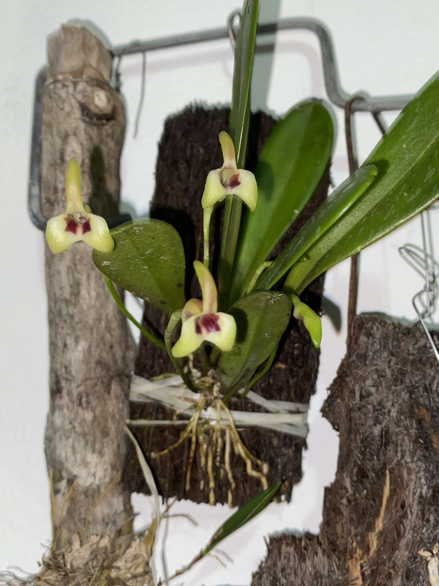 Image of Masdevallia livingstoneana Roezl ex Rchb. fil.