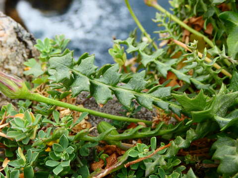 Image of Hyoseris lucida L.