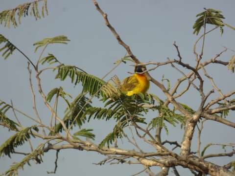 Image of Vitelline Masked Weaver