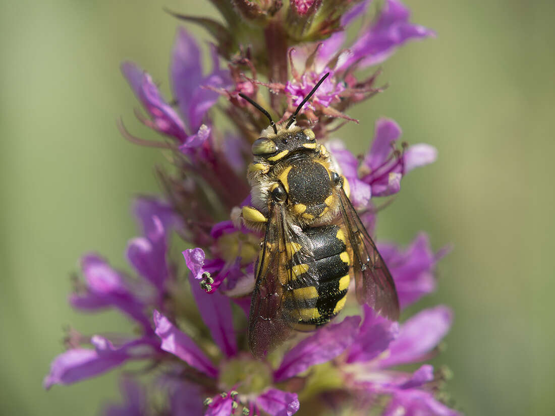 Image de Anthidium florentinum (Fabricius 1775)