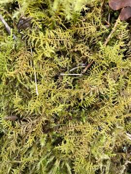 Image of kilt fern moss