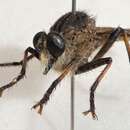 صورة Mauropteron pelago (Walker 1849)