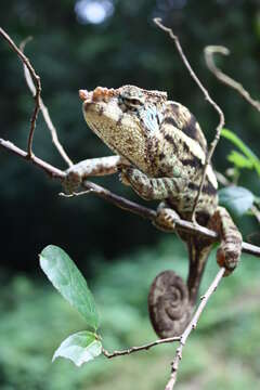 Image of Calumma ambreense (Ramanantsoa 1974)