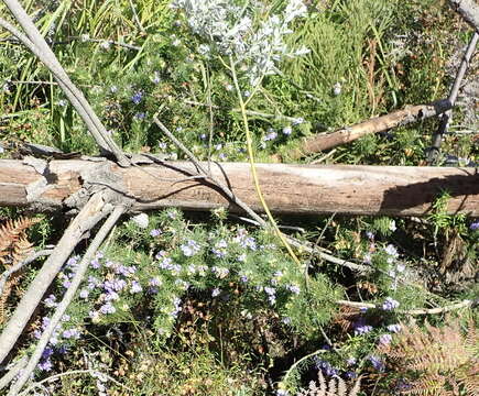 Image of Psoralea azuroides