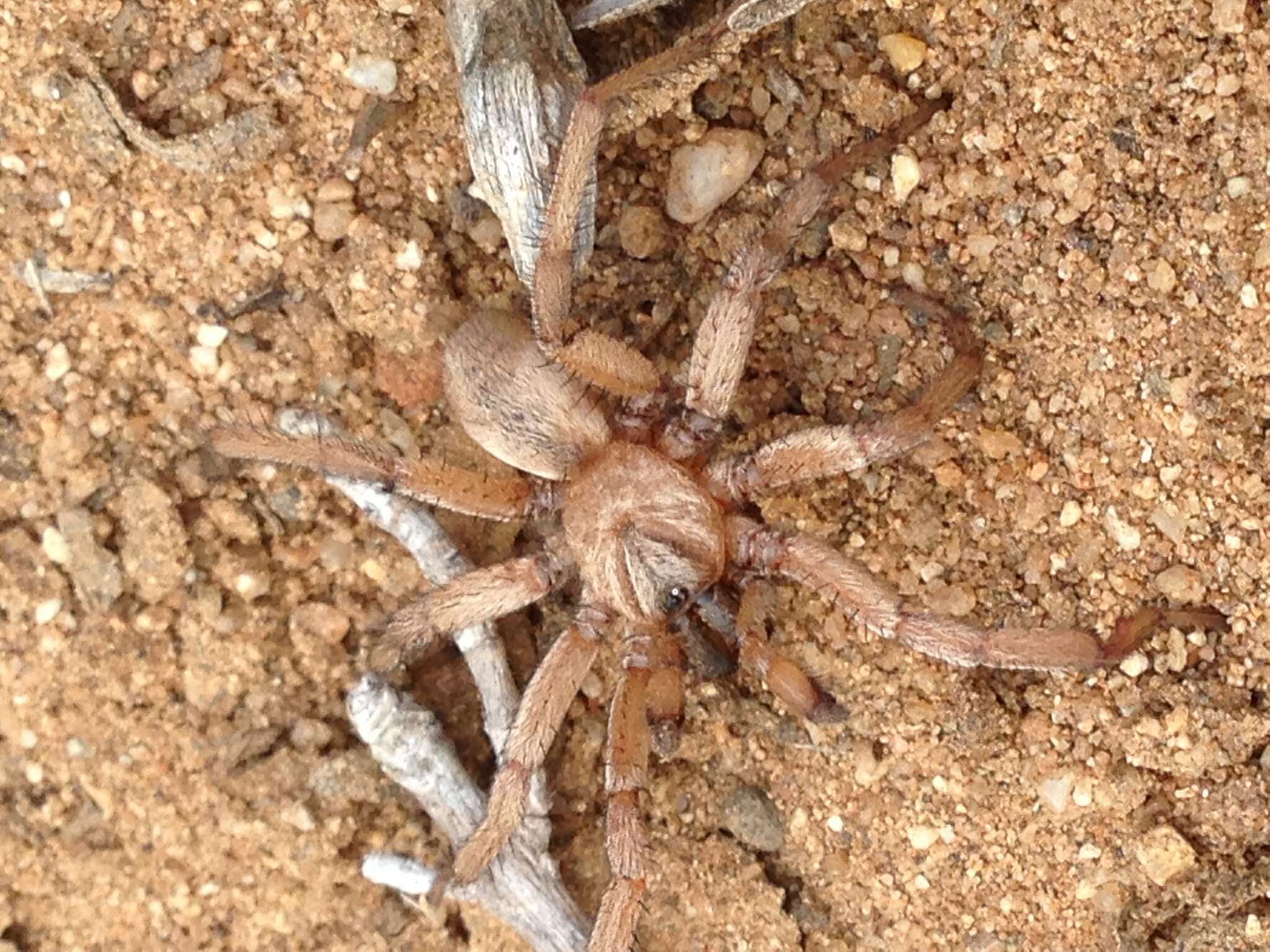 Image of Aptostichus cabrillo Bond 2012