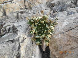 Selaginella lepidophylla (Hook. & Grev.) Spring resmi