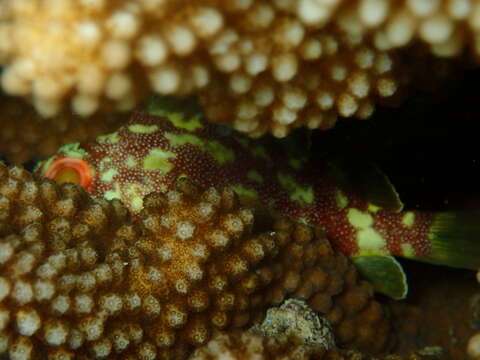 Image of Coral scorpionfish