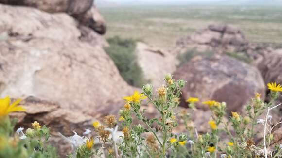 Image of rockyscree false goldenaster