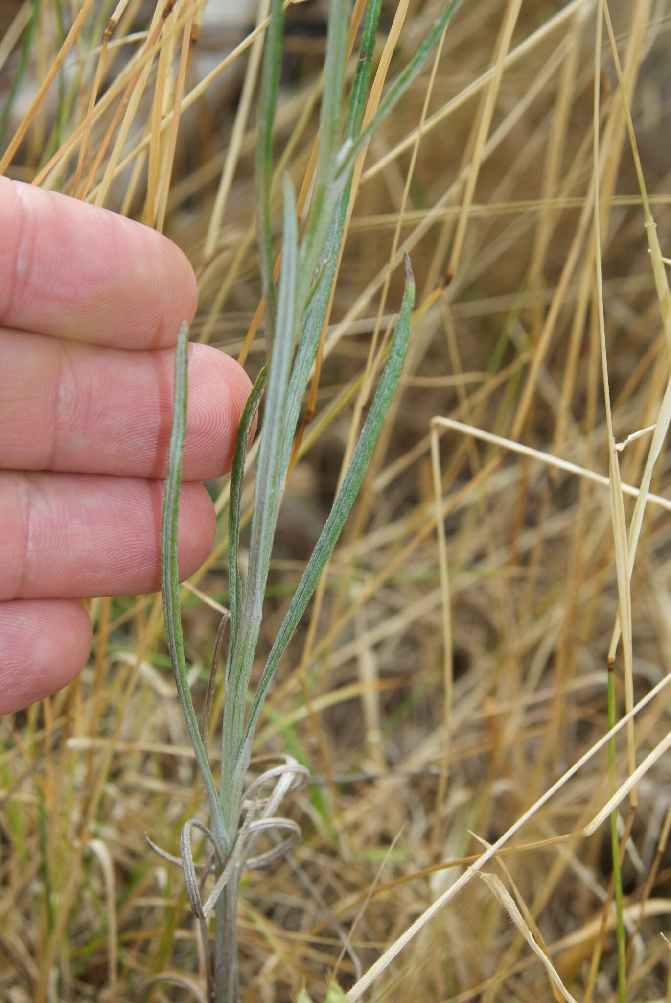 صورة Erechtites quadridentata (Labill.) DC.