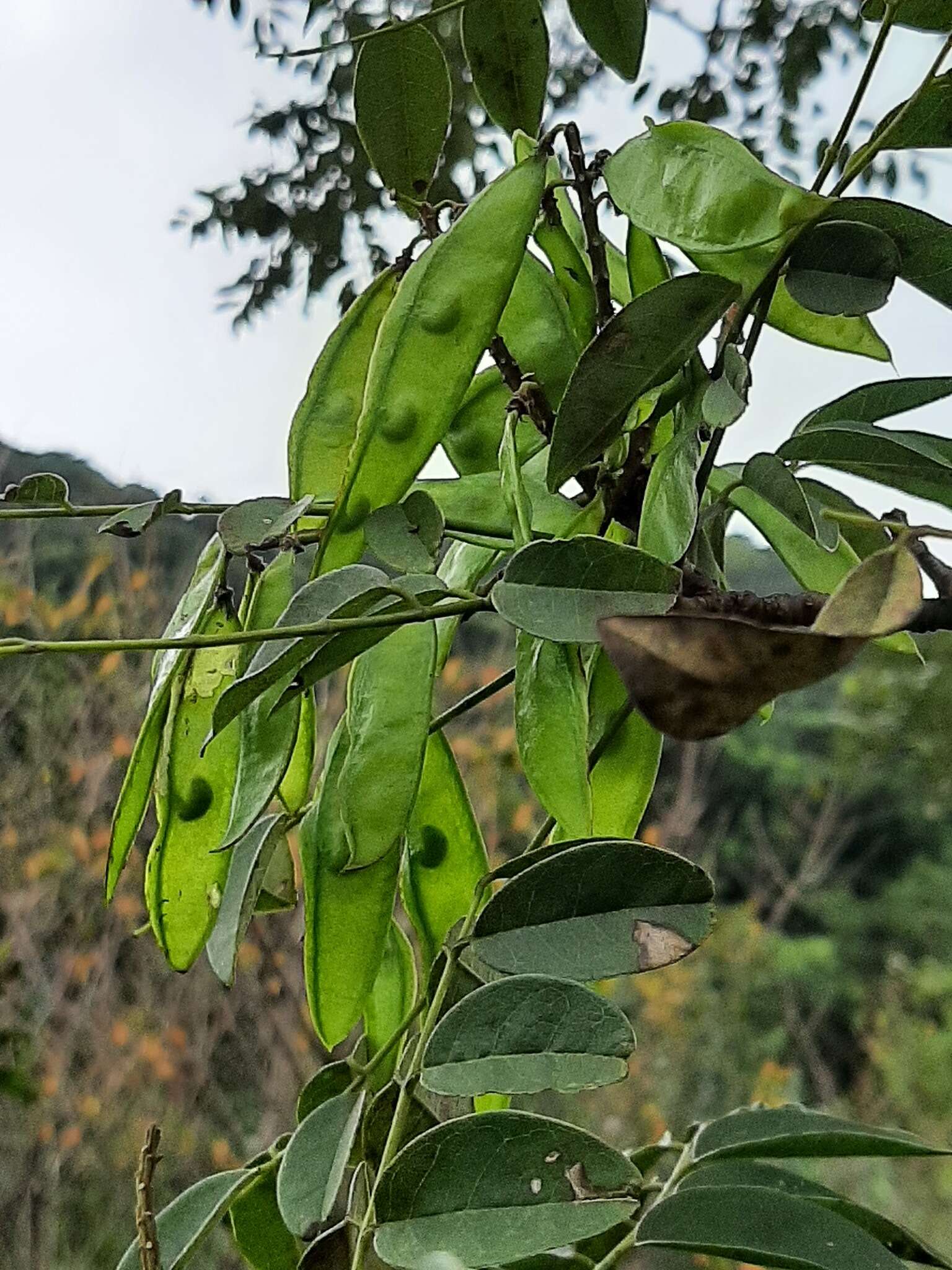 Maackia taiwanensis H. Hoshi & H. Ohashi的圖片