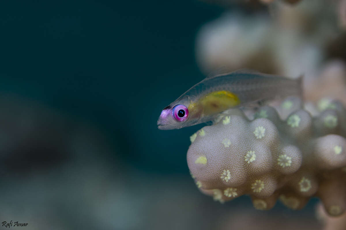 Image of Hovering whipgoby