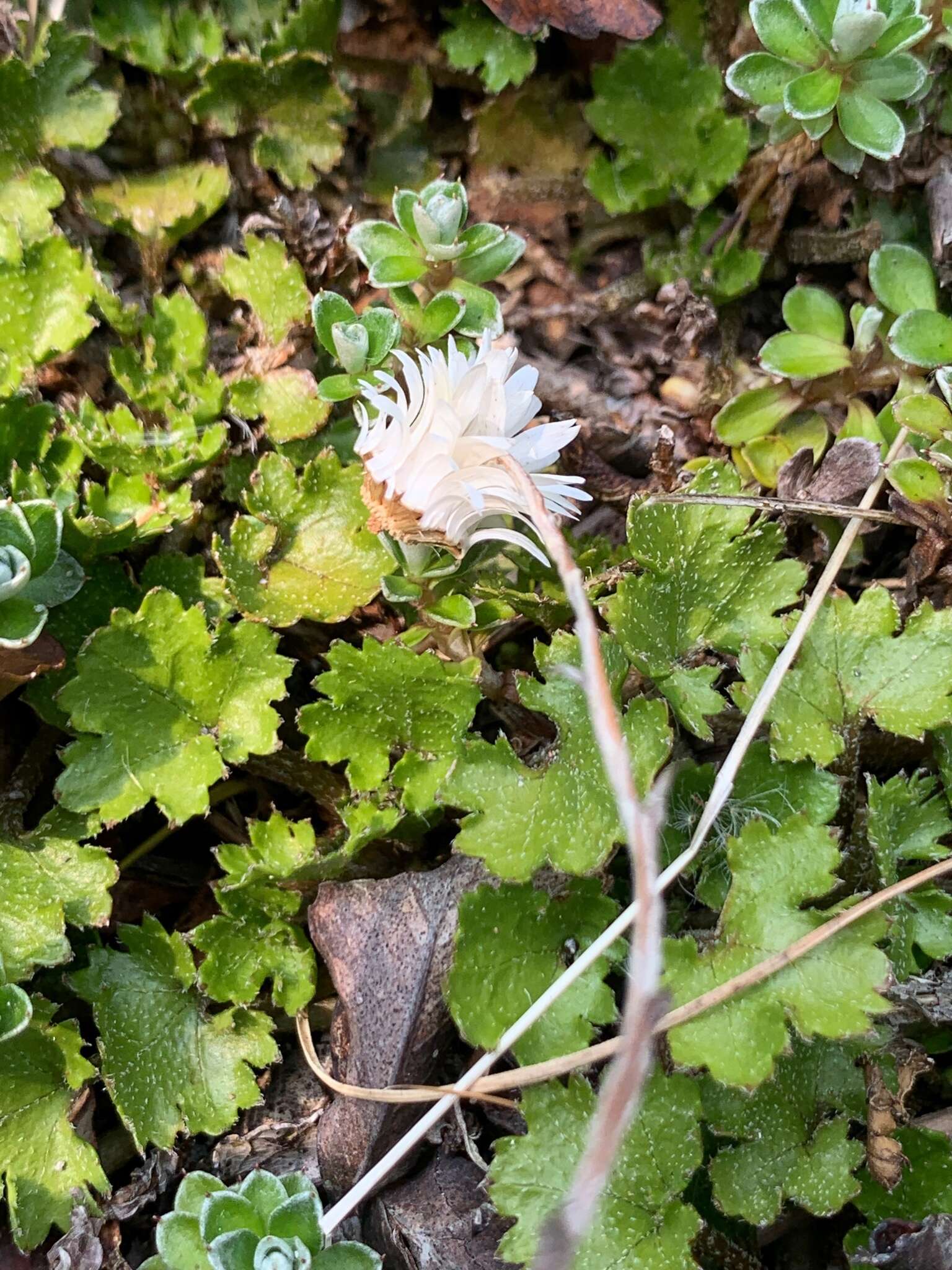 Sivun Anaphalioides alpina (Cockayne) D. Glenny kuva