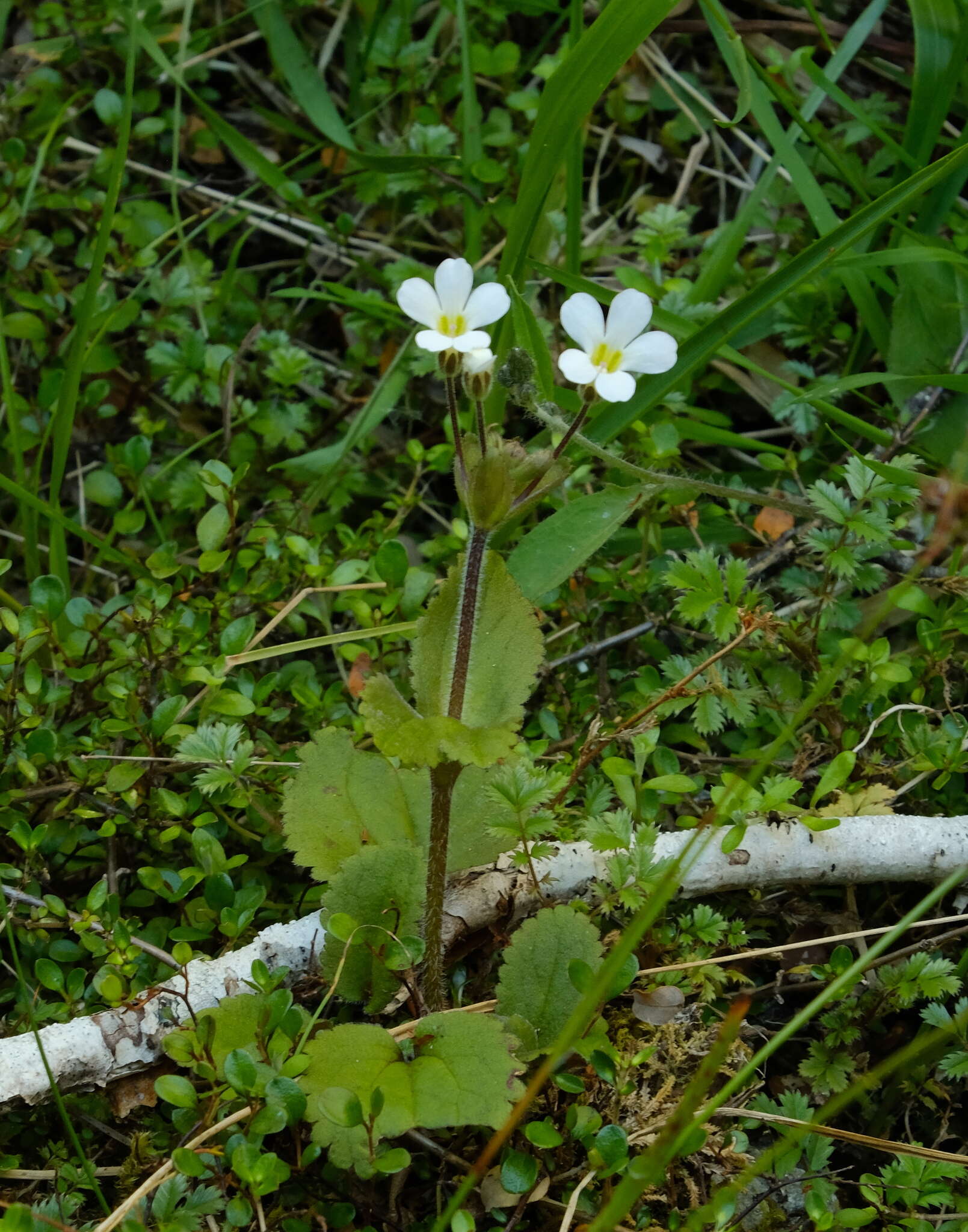 Imagem de Ourisia macrophylla subsp. lactea (L. B. Moore) Meudt