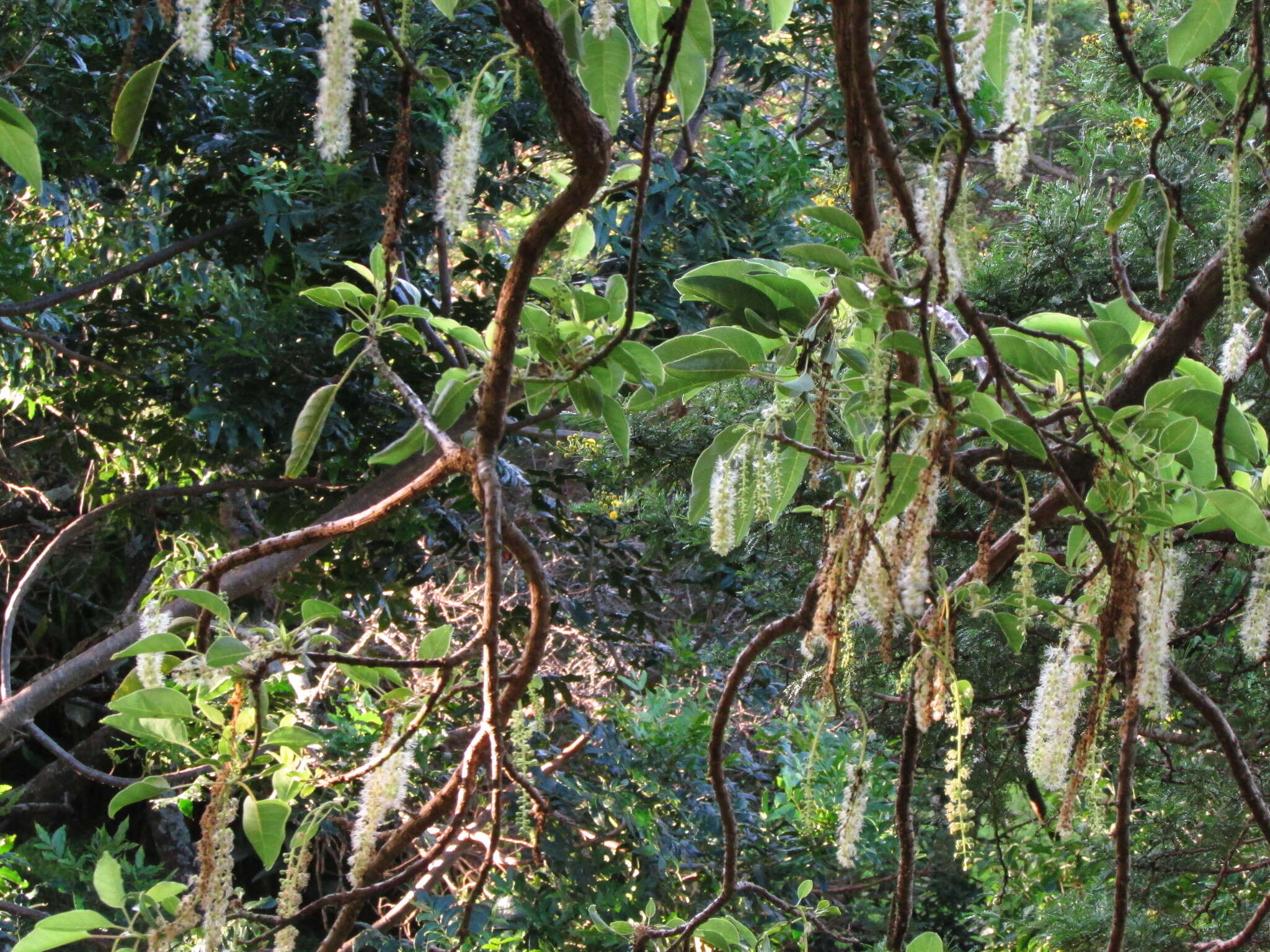 Слика од Phytolacca dioica L.