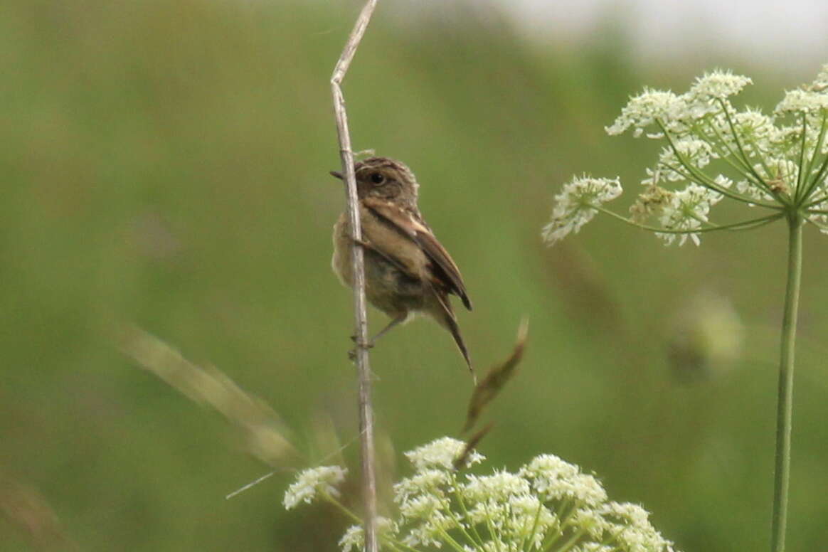 Saxicola maurus variegatus (Gmelin & SG 1774) resmi