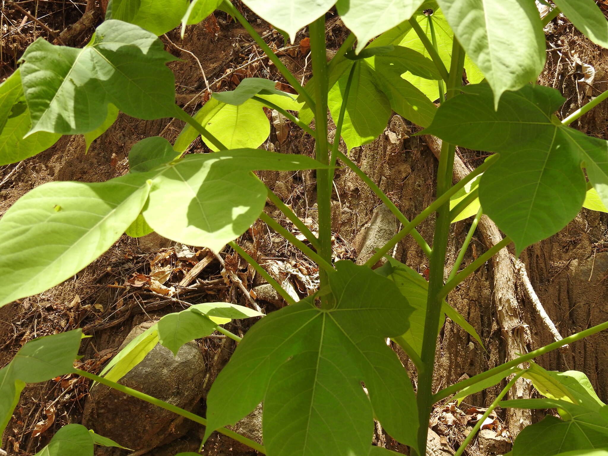 Image of Manihot caudata Greenm.