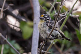 Image of Yellow-fronted Tinkerbird