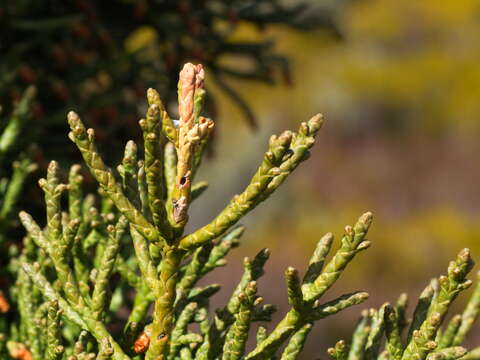 Image of Pencil Pine