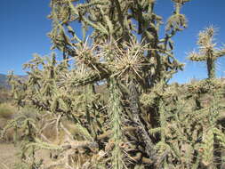 Image de Cylindropuntia bernardina