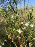 Image of Sprengelia sprengelioides (R. Br.) Druce