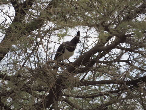 Image of White-bellied Go-away-bird