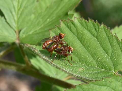 Image of Sicus ferrugineus (Linnaeus 1761)