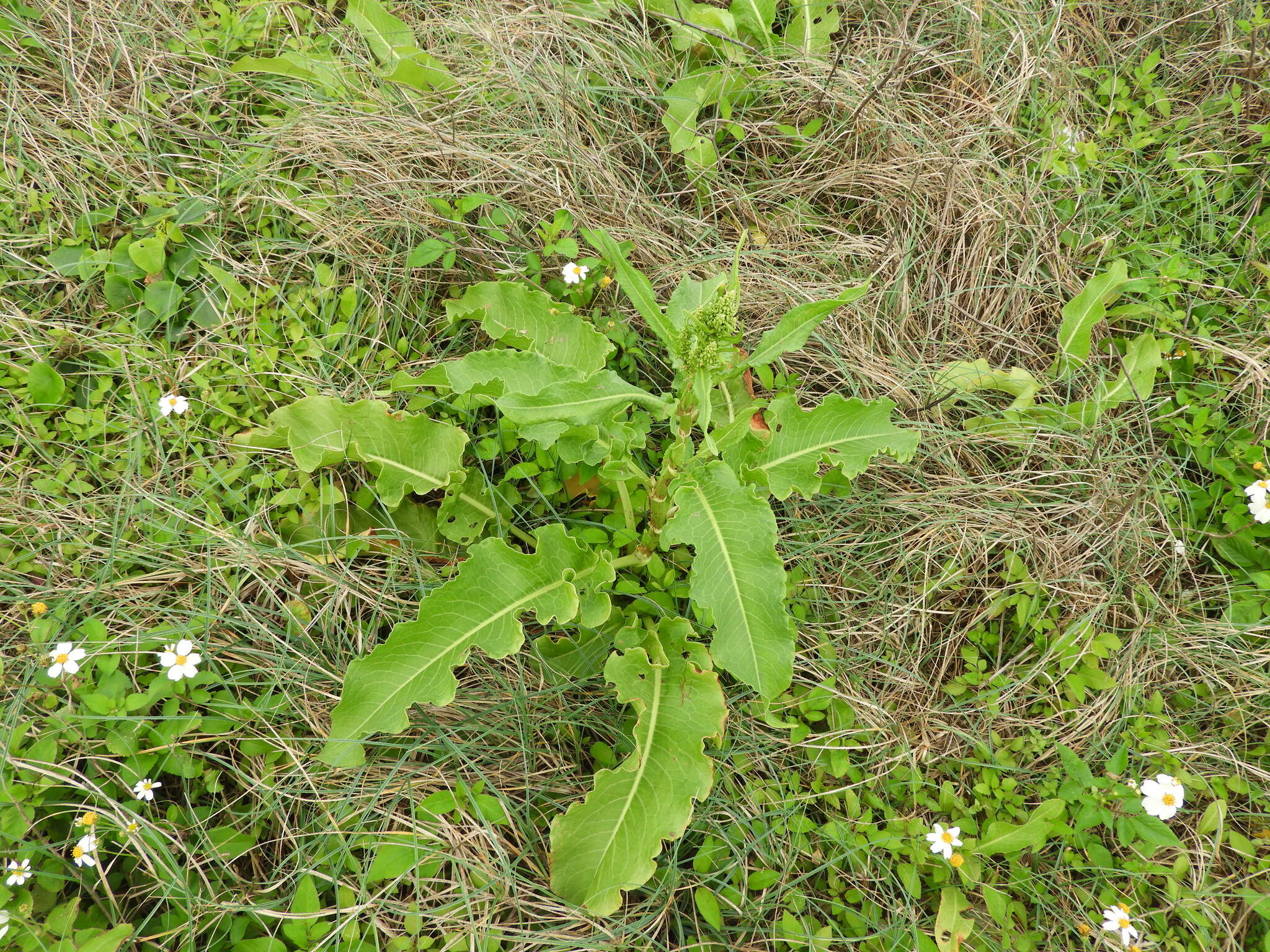 Imagem de Rumex japonicus Houtt.