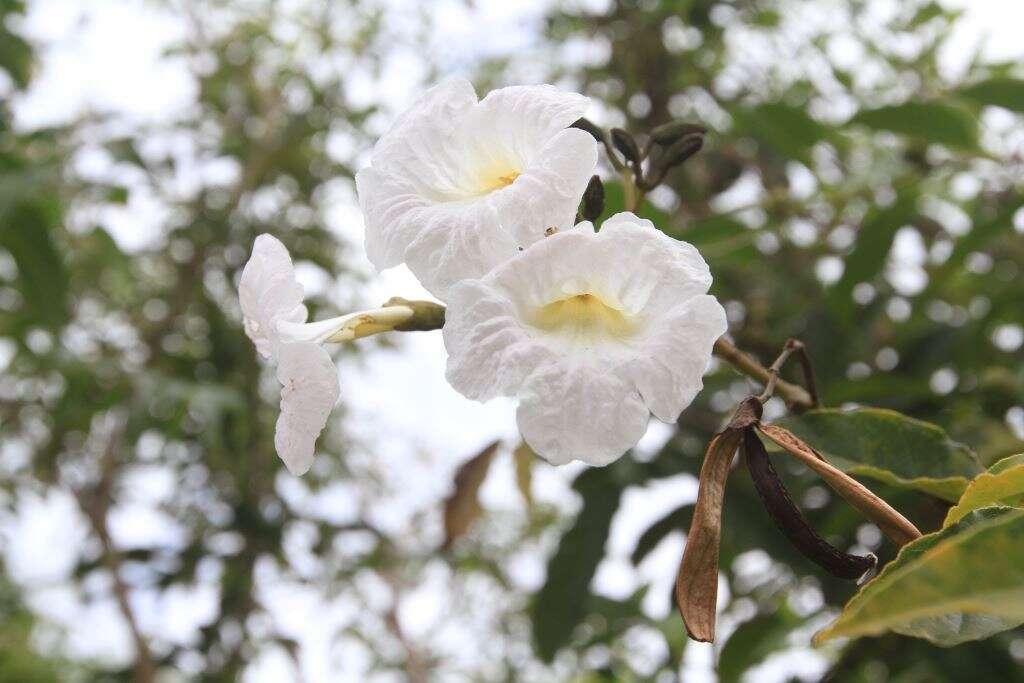 Image of Tabebuia calcicola Britton