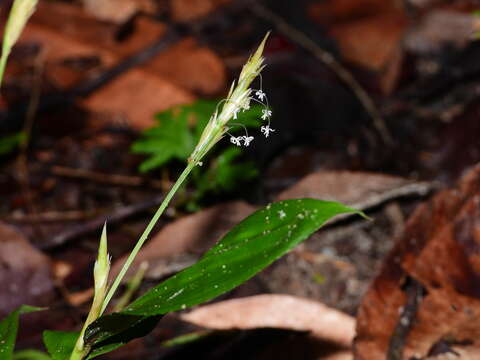 Image de Froesiochloa boutelouoides G. A. Black